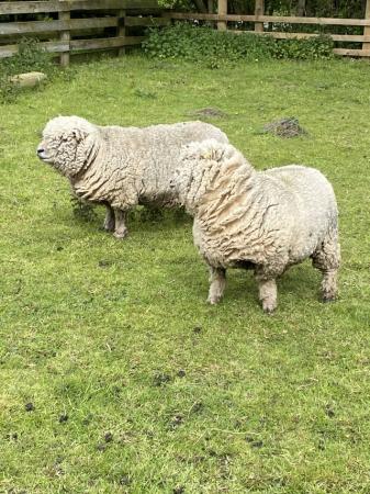 Image 2 of Southdown Pedigree Ewes for Sale