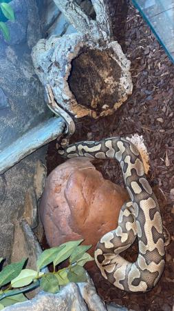 Image 5 of 8 year old female balled python for sale