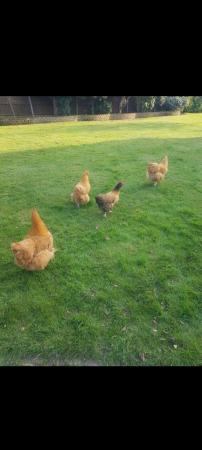Image 6 of Garden Chicken that lay eggs very healthy and active