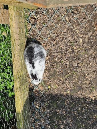 Image 7 of Beautiful and friendly white and black & white bunnies - 3 l