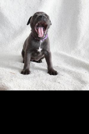 Image 17 of beautiful champion blue Staffordshire bull terrier puppies