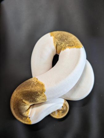 Image 8 of Royal/ball pythons with or without set up