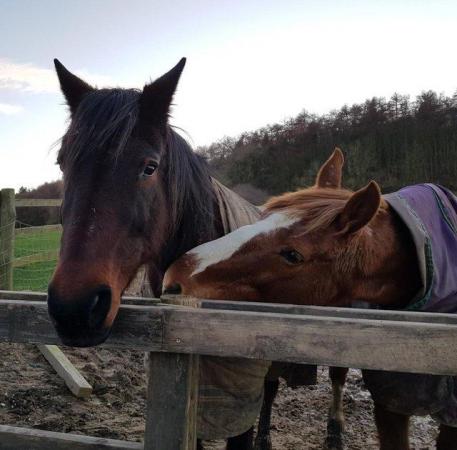Image 3 of Pair of 15.1 - 15.3hh companions for rehoming together
