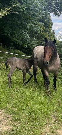 Image 2 of PRE Fusion filly foal to make 16hh