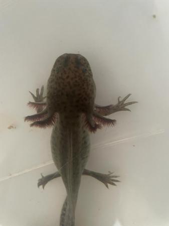 Image 5 of Variety of axolotls for sale
