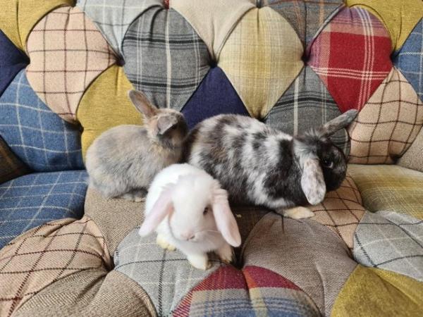 Image 5 of 2 Mini loprabbits for sale