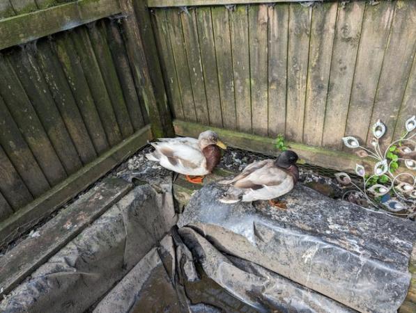 Image 1 of 3 male call ducks to a good home