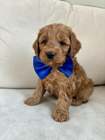 Image 6 of Stunning fox red f1b cockapoo puppies health tested parents