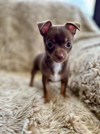 Image 4 of Beautiful Chocolate/Tan Girl Puppy Chihuahua