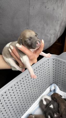 Image 13 of Stunning full pedigree KC registered blue whippet puppies