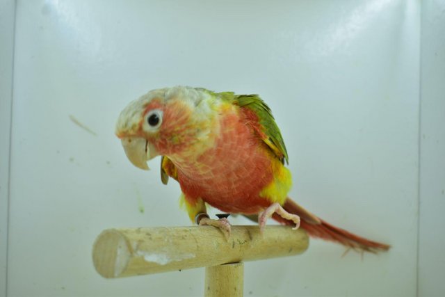 Image 8 of Baby pineapple conures looking for loving homes different mu