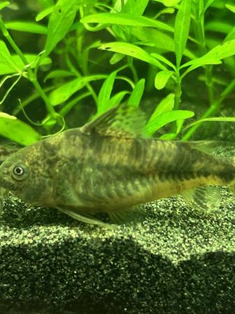 Image 3 of Peppered/pepper Corydora Cory cat fish