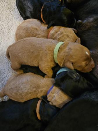 Image 8 of Labradoodle puppies **Health tested parents**