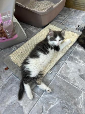 Image 5 of READY SOON Pedigree Maine Coon Kitten for sale