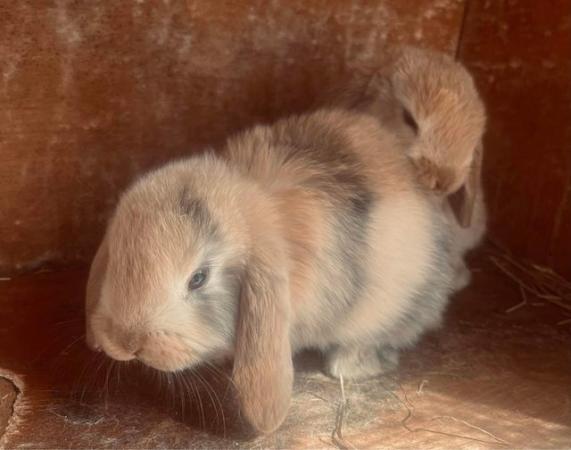 Image 3 of Baby rabbits for sale ready now