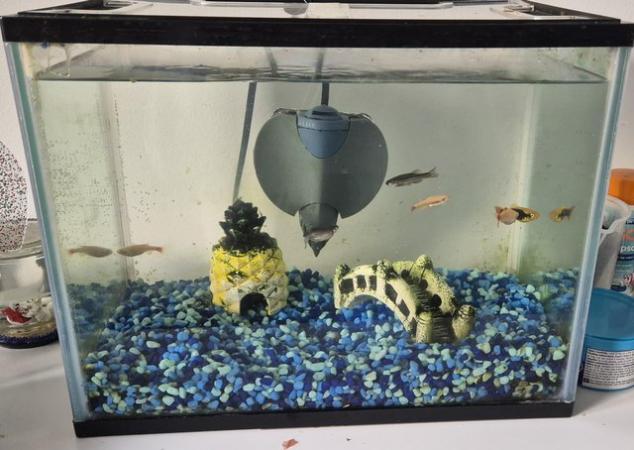 Image 2 of Fish Tank with 5 fish and accessories