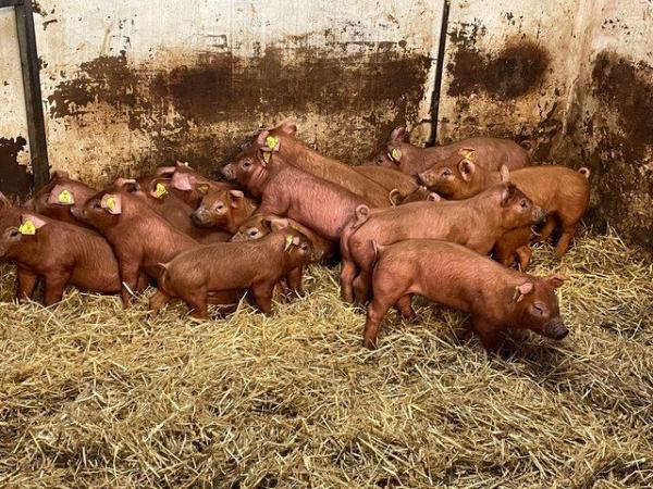 Image 2 of Duroc weaners (pedigree birth notified) for fattening.