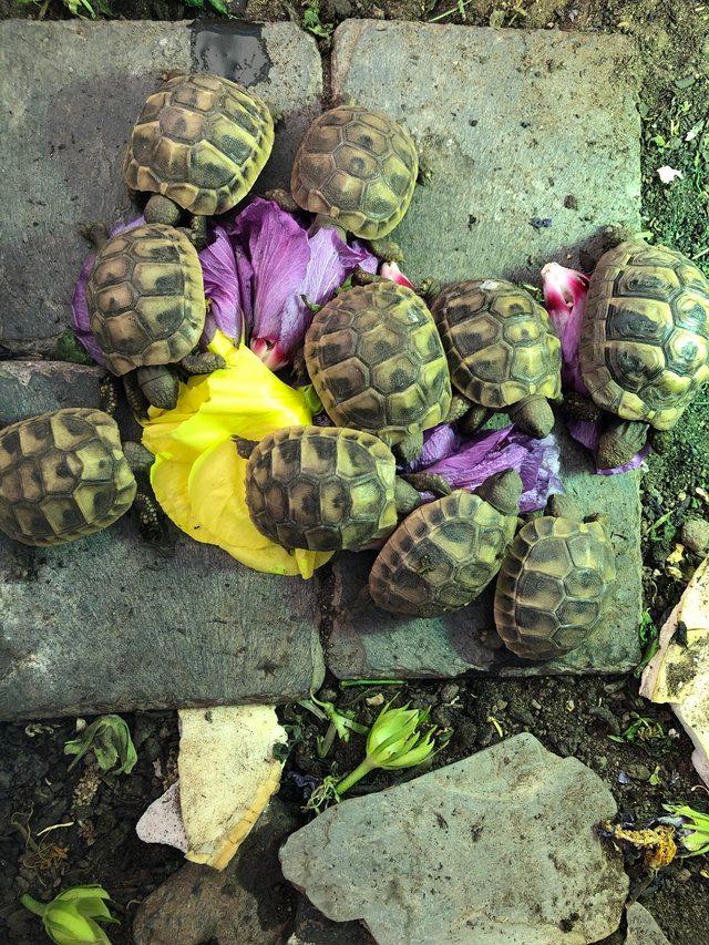 Preview of the first image of Hermanns tortoise hatchlings for sale.