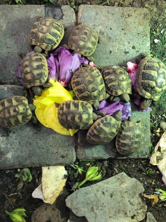 Image 1 of Hermanns tortoise hatchlings for sale