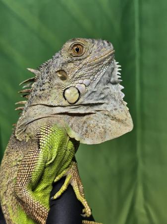 Image 4 of Grown on Baby green iguanas