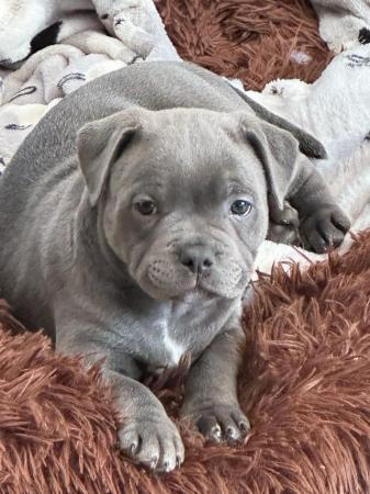 Image 5 of Pedigree blue Staffordshire bull terrier puppies