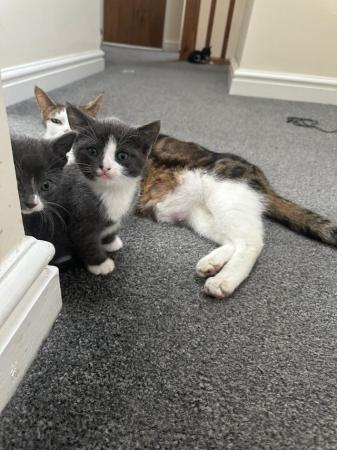 Image 1 of Grey and black kittens in frodsham