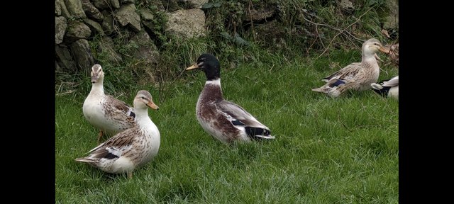 Preview of the first image of Miniature Silver Appleyard Ducks.