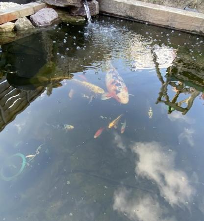 Image 3 of 2 Large Koi fish for sale