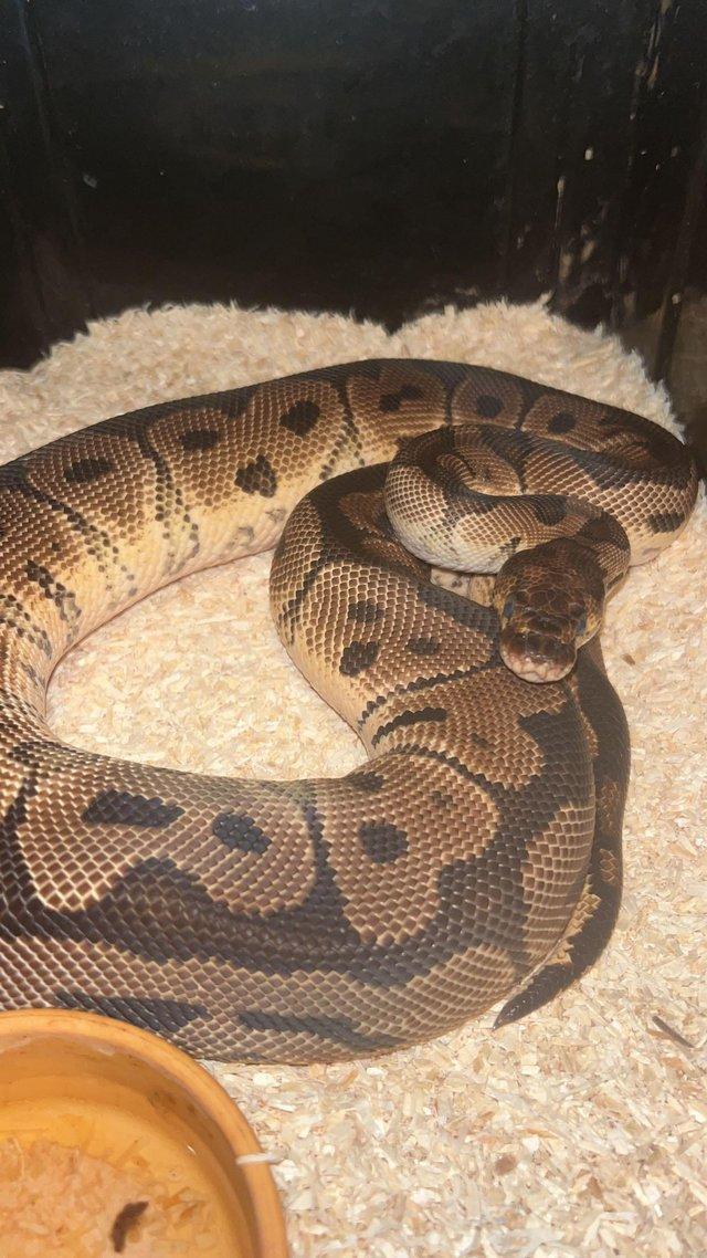 Preview of the first image of CB22 Royal Python Male clown. £60 if gone today.
