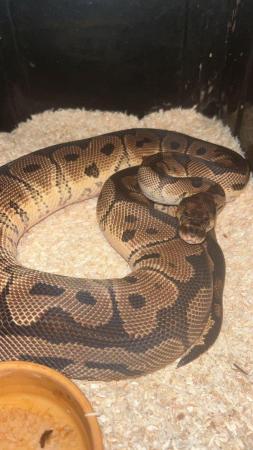 Image 1 of CB22 Royal Python Male clown. £60 if gone today