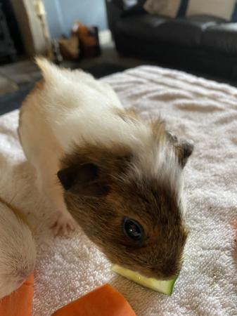 Image 5 of Lovely female guinea pigs looking for a forever home