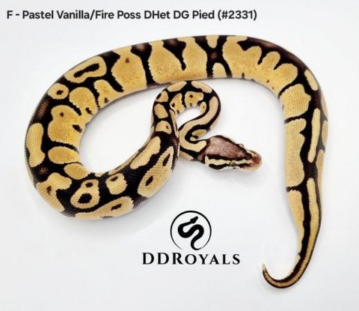 Image 10 of Royal Pythons: Pieds, Desert Ghosts. ADULTS AND HATCHLINGS