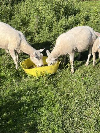 Image 1 of Beltex and texel type ewes for sale