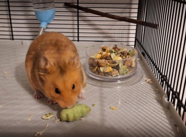 Image 1 of Hamster cage and accessories