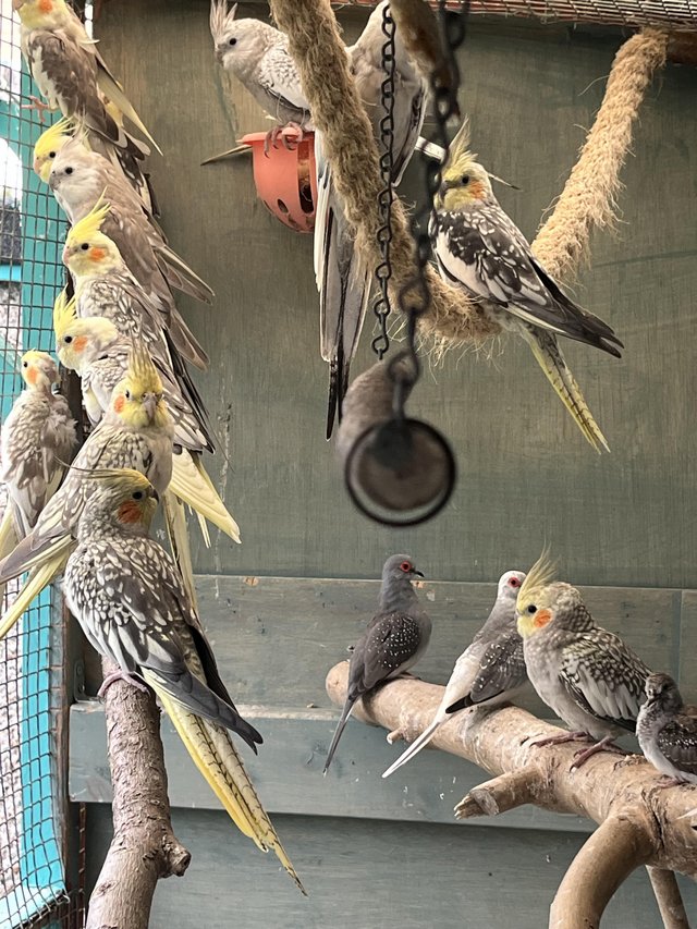 Young cockatiels looking for new homes, aviary bred. — photo 3 of 4