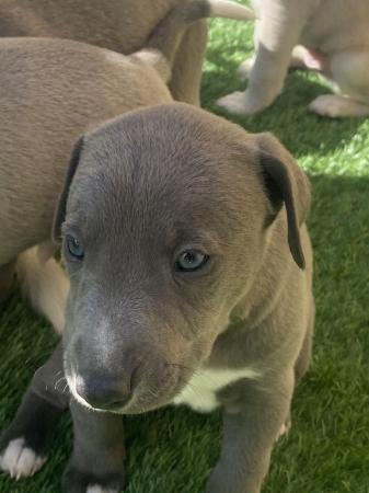 Image 3 of Beautiful blue Lurcher pups