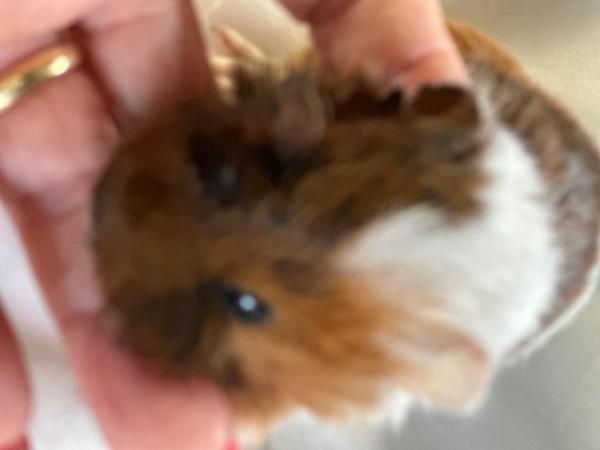 Image 1 of Baby Guineapigs boys and girls
