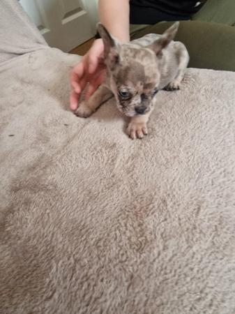 Image 6 of Frenchbull dog male puppies for sale 8 weeks old