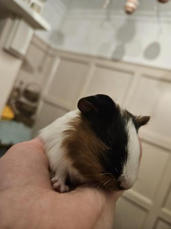 Image 8 of 5 guinea pigs for sale, Male/Female