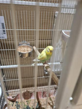 Image 3 of Budgies for sale, Breeding budgies for sale