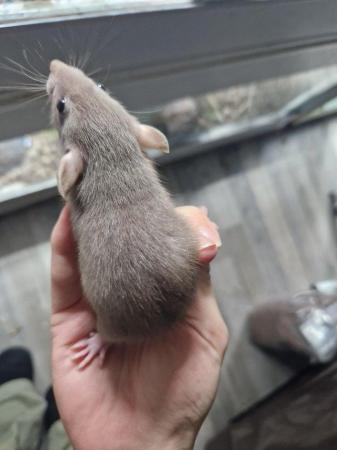 Image 3 of Baby rats for sale!! Various colours