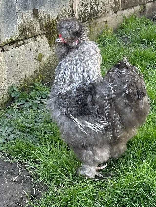 Preview of the first image of 12 month old USA silkie cocks.