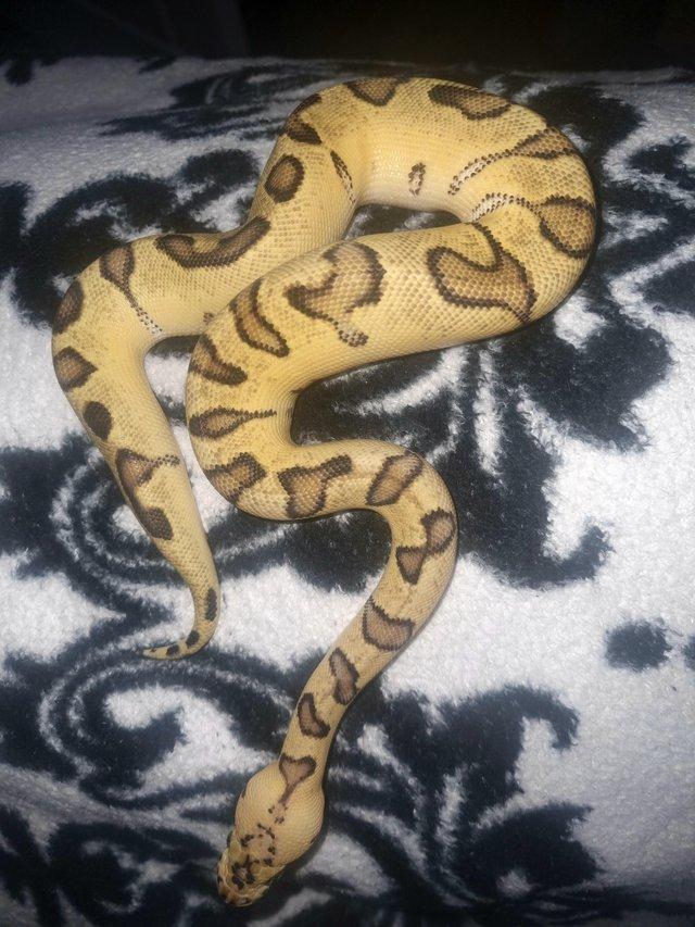 Preview of the first image of Enchi Pastel Clown Ball Python For Sale.