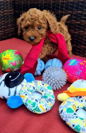 Image 5 of Red Toy Poodle puppy ??