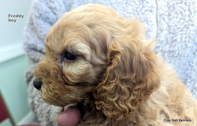 Image 15 of Golden F1 Cockapoo puppies, ready soon.