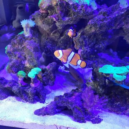 Image 3 of 2 year old clown fish for sale.