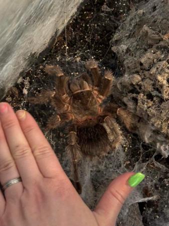 Image 2 of Two tarantulas available full set up