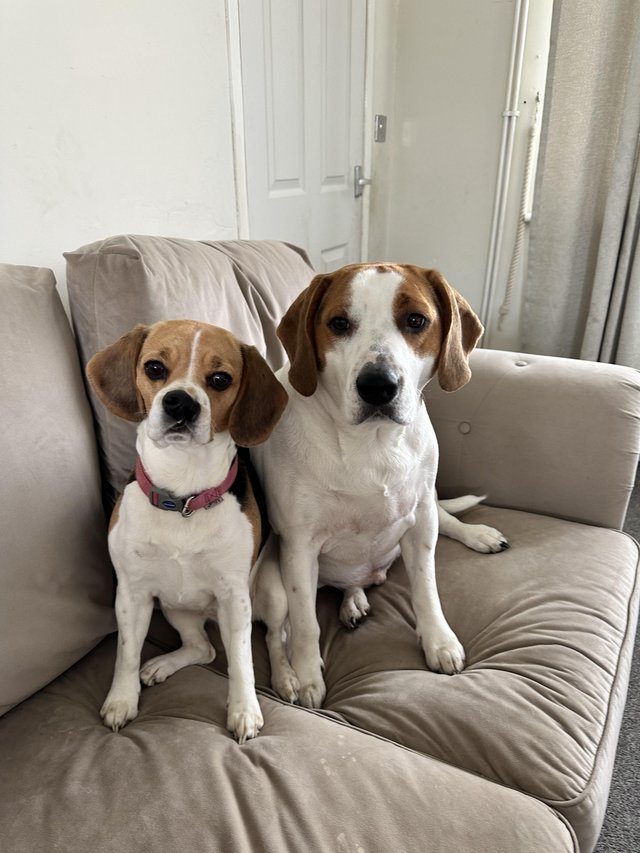 Preview of the first image of I have a 2 year old beagle cross and a 4 year old beagle.