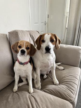 Image 1 of I have a 2 year old beagle cross and a 4 year old beagle