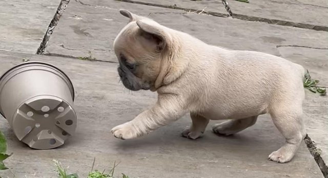 Image 13 of QUALITY TRUE TO TYPE FRENCH BULLDOG PUPPIES